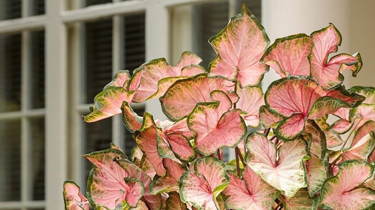 This elegant planter features Heart to Heart Chinook caladium, the “Caladium of the Year.” The partners are Surefire Cascade Red begonia and Superbells Magic Double Grapefruit calibrachoa, both of which are making their debut this year.