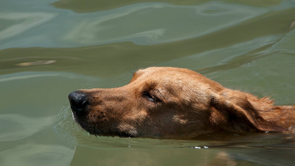A Dog Swimming Alone a Mile From Shore in Mexico Ended Up Bringing the Fishing Crew More Luck Than They Expected 