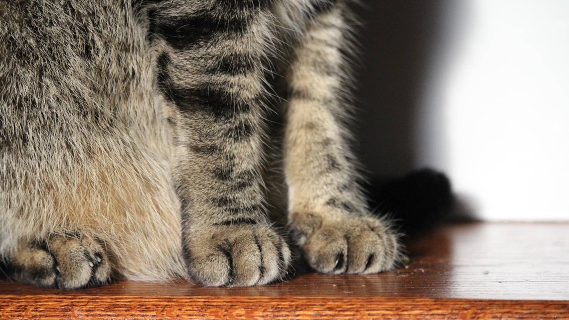 British Shorthair Cat's Perfect Two-Toned Face Makes Her Look Like a Work of Art 