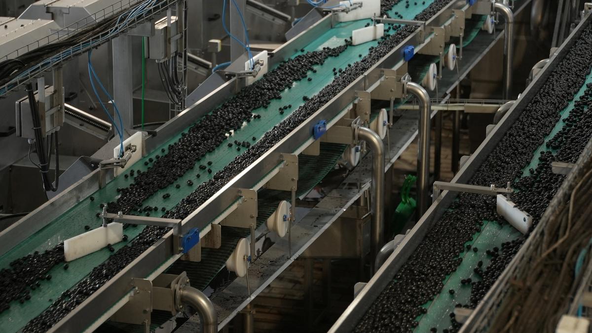 Olives are sorted on a conveyor belt at the La Roda de Andalucia olive canning factory in Herrera, Spain, July 22, 2025.  REUTERS/Leonardo Benassatto
