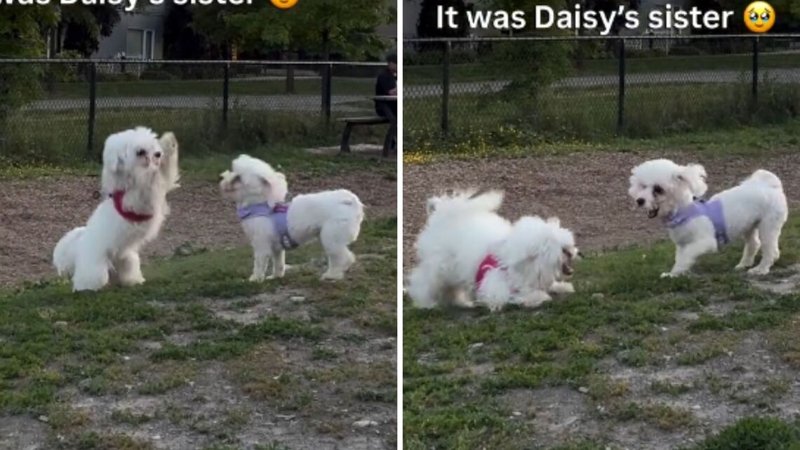Maltipoo Befriends Look-alike Dog at Park-Then Owners Uncover Hidden Link 