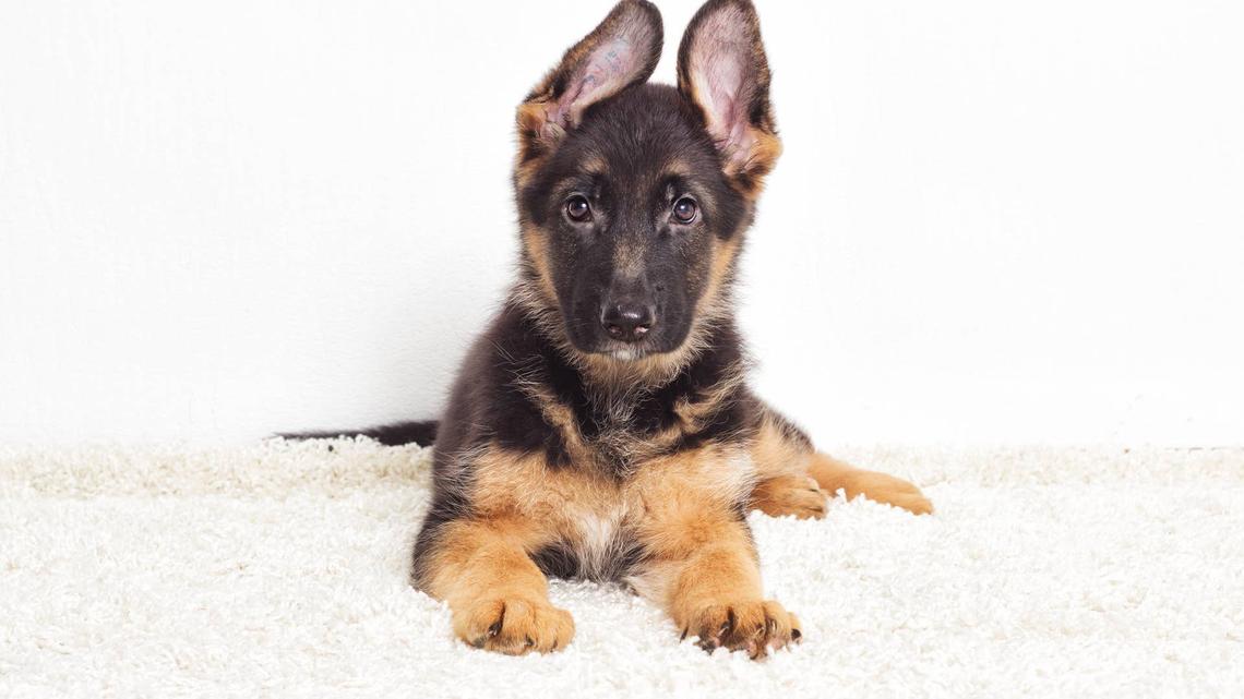 Young German Shepherd Hits a Big Milestone, and His Dad Cannot Be More Proud 