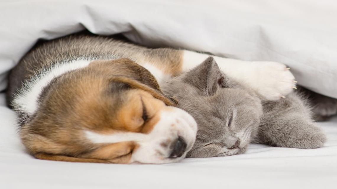 Beagle's Sweet Bond With Cat Should Be the Next Pixar Flick 