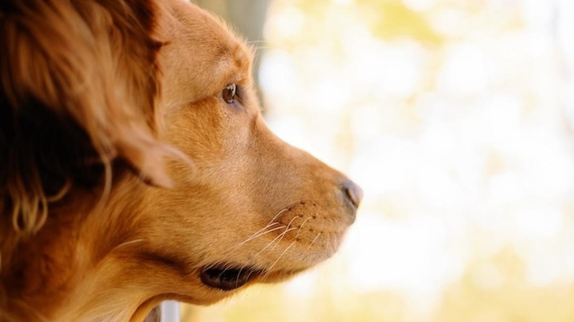Sweet Golden Retriever Just Wants to Watch the Birds While Holding His Mama's Hand 