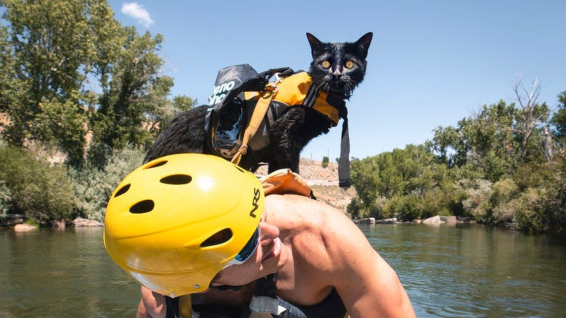 He was too busy for a cat. Now, they hike across the world together 