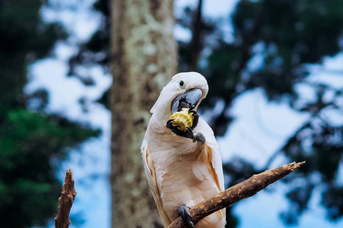  A Cockatoo sitting in a tree, eating a snack.
