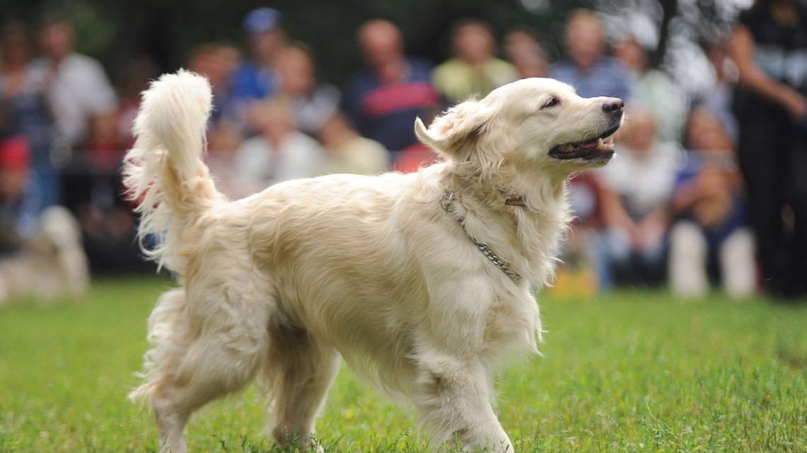 Golden Retriever Poses for Photo With Strangers Like He's the Main Character 