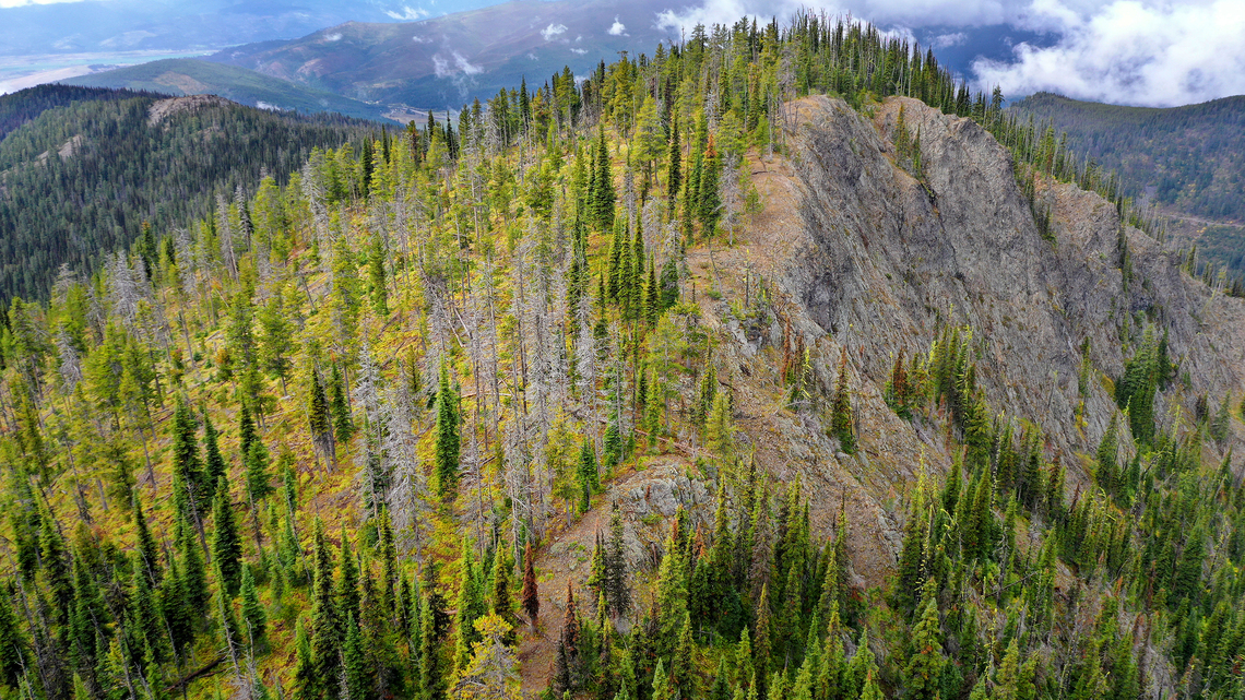 Earth Talk: Miyawaki forests