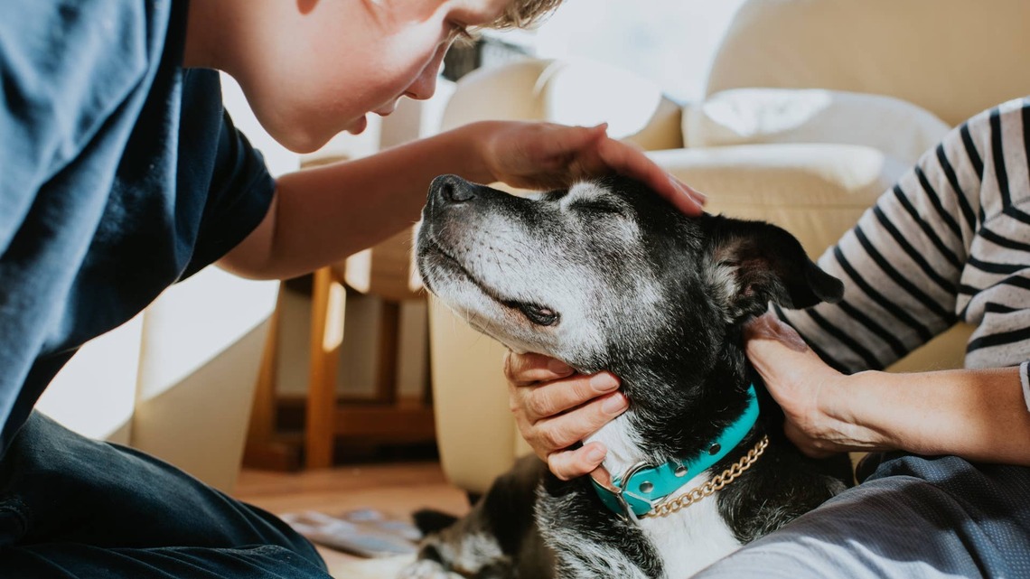 3 Things You Must Know Before Rescuing a Senior Dog