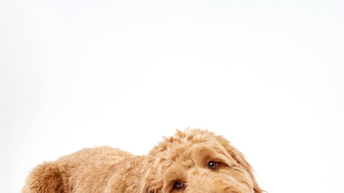 Dunkin' Announces First-Ever Dunkin' for Dogs Experience on National Dog Day 