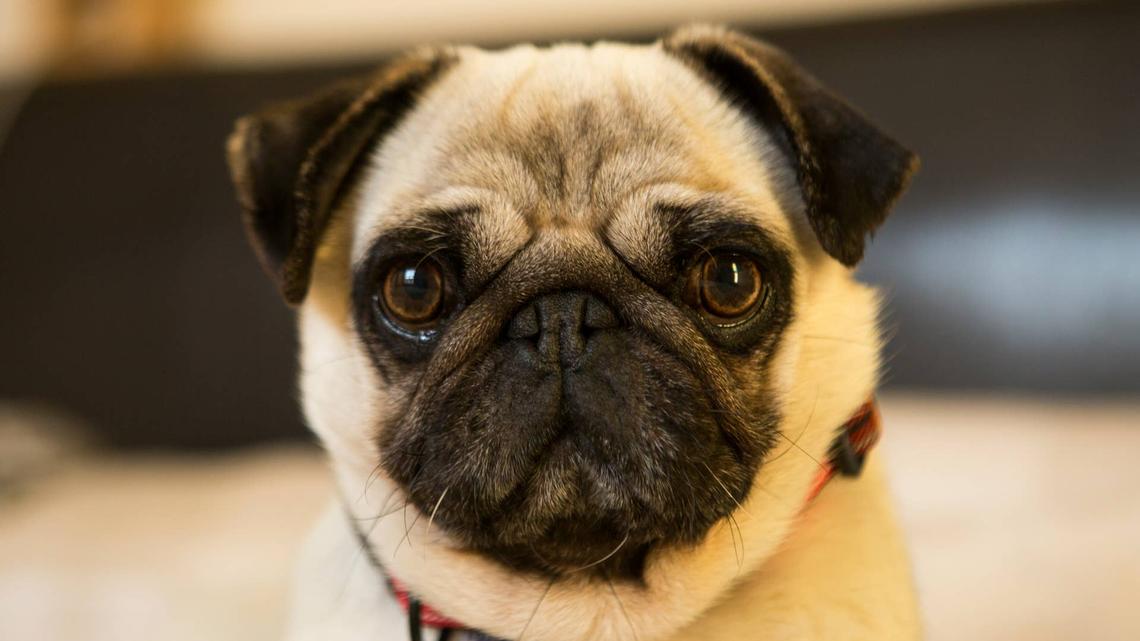 Rescue Pug Acts Like Dad Personally Caused the Rain and Won't Let It Go 