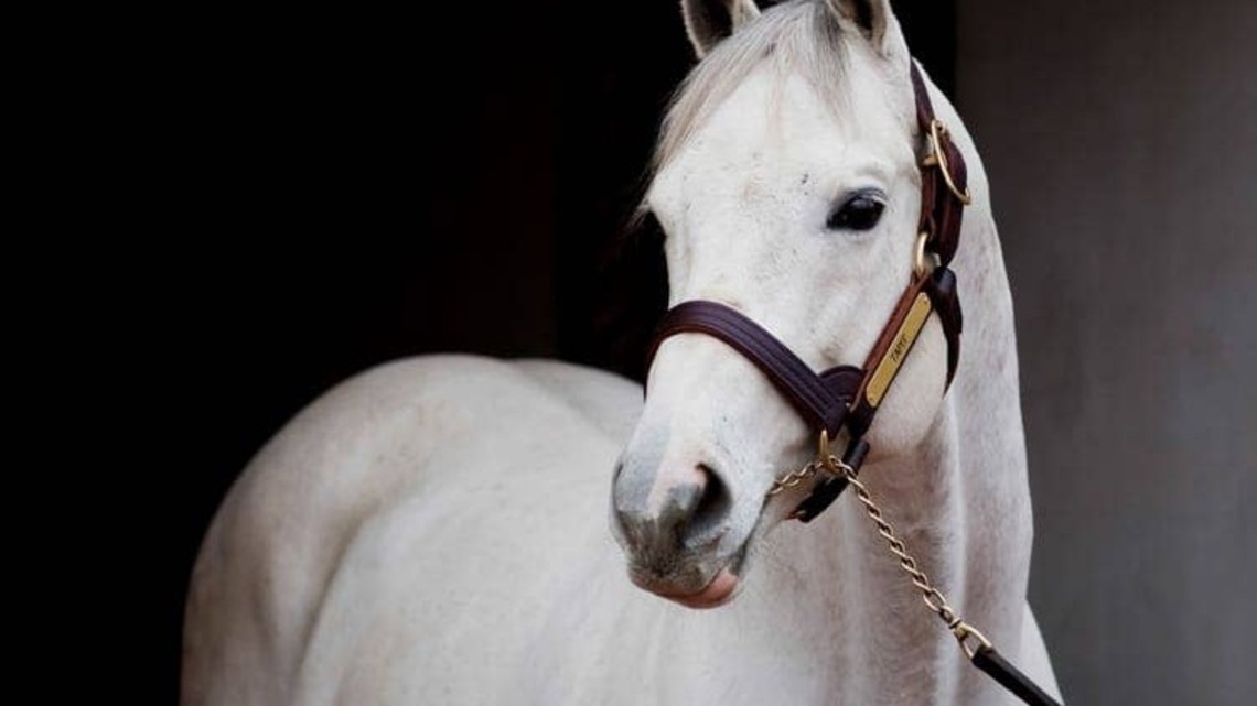 Gainesway Announces Stud Fees For 2027 Roster 