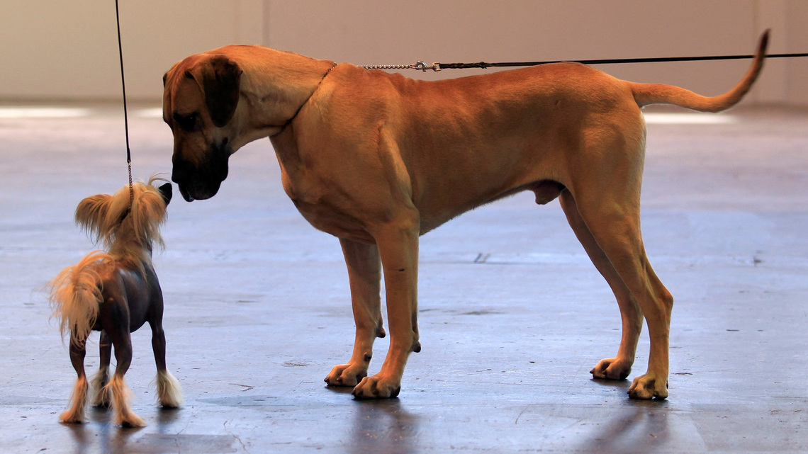Large dogs age more quickly than small dogs at a molecular level