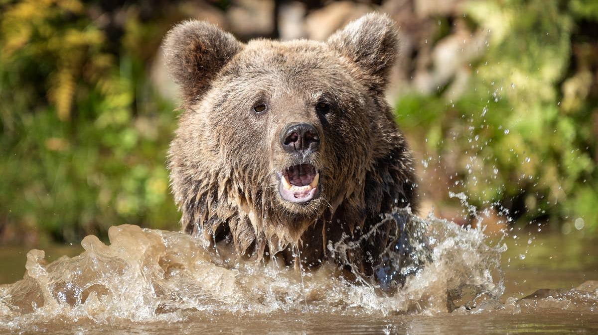A brown bear swimming in a lake. 