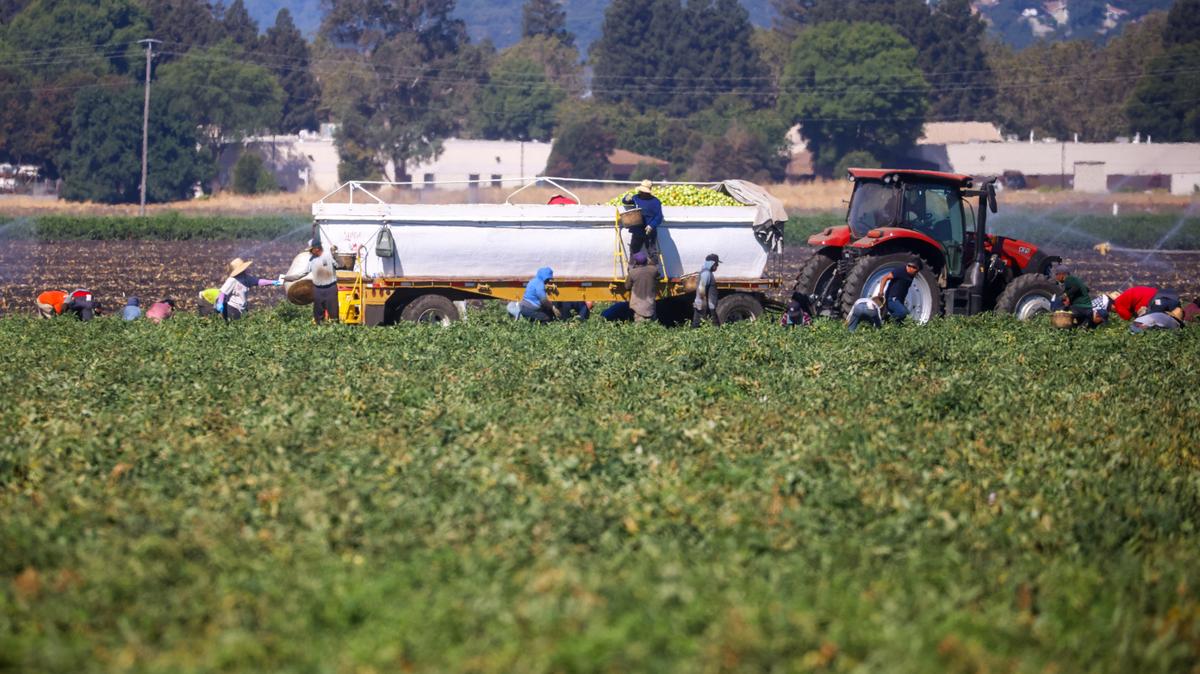 Farmworkers harvest tomatoes in Gilroy, Calif., on Wednesday, Aug. 14, 2024. (Shae Hammond/Bay Area News Group)