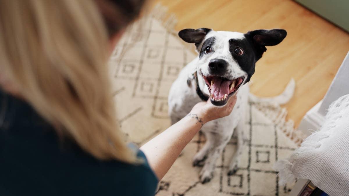  A dog who is excited hearing a word it loves.