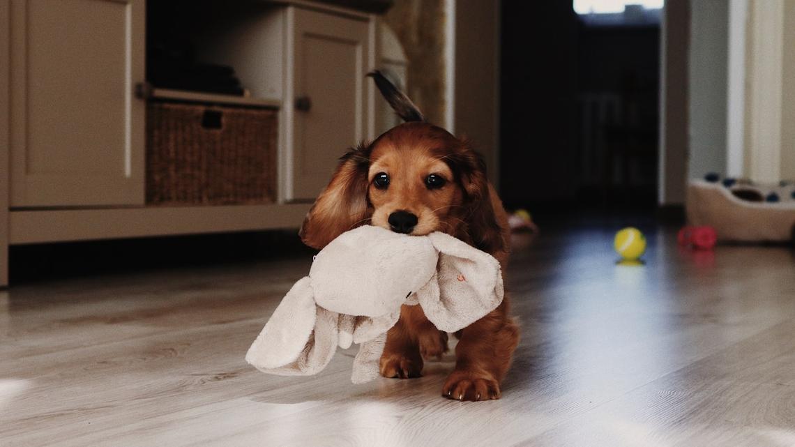 Dachshund Puppy Named Ruby Just Learned Her Name and It's Too Sweet 