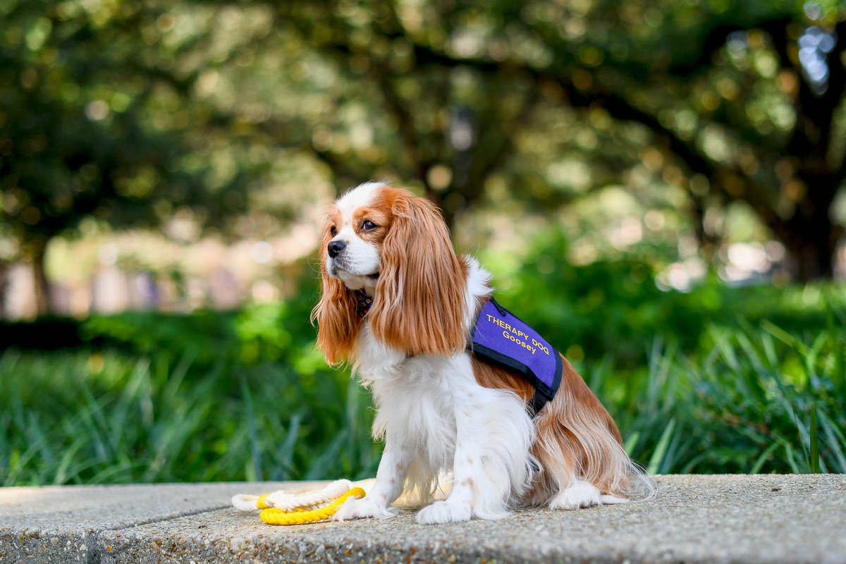 American Humane Society unveils 5 'standout dogs' vying for Hero Awards ...