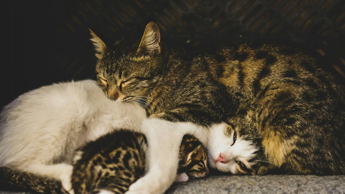 Male Cats Form a Cuddle Ring Around Their Sister, and She's Clearly the Princess of the House 