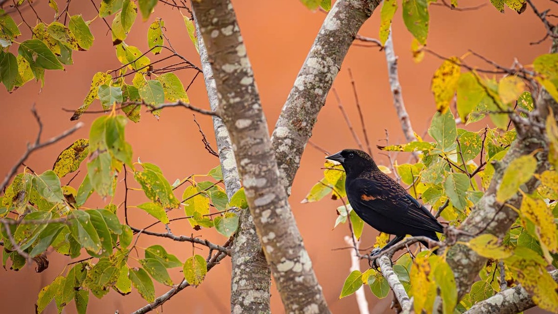 Want More Migrating Birds in Your Yard This Fall? Experts Say This One Thing Makes a Big Difference 