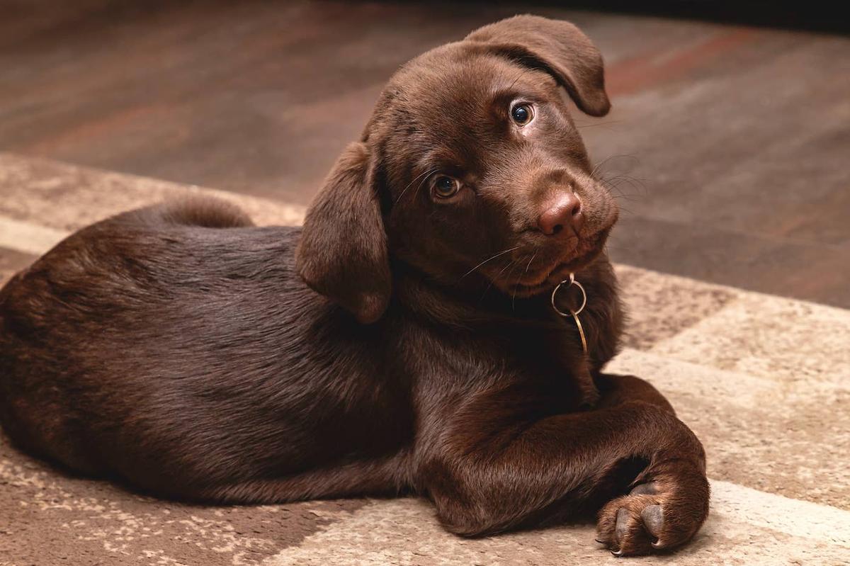  Chocolate Labrador Retriever puppy sitting on a rug.