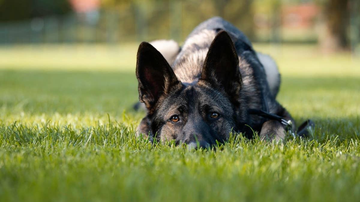 United States Postal Service Dog Bite Awareness Campaign. 