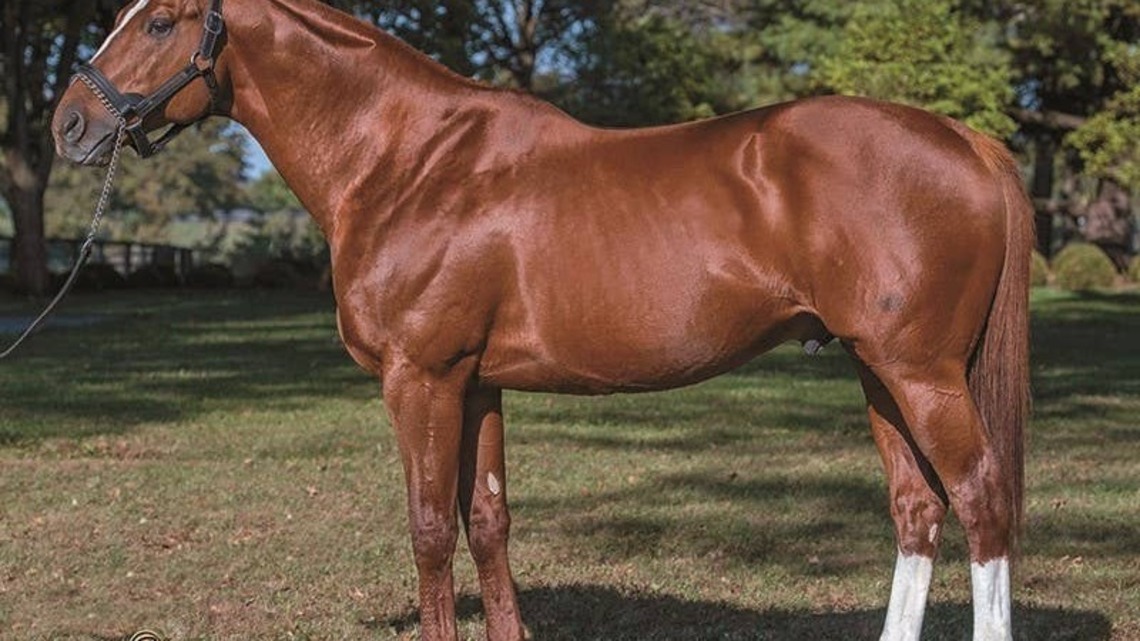 Hill 'N' Dale Announces 2027 Stud Fees 