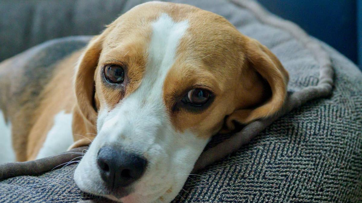 beagle, dog, cute, pet, gorgeous eyes, big eyes, fur, close up, head, bokeh,. 