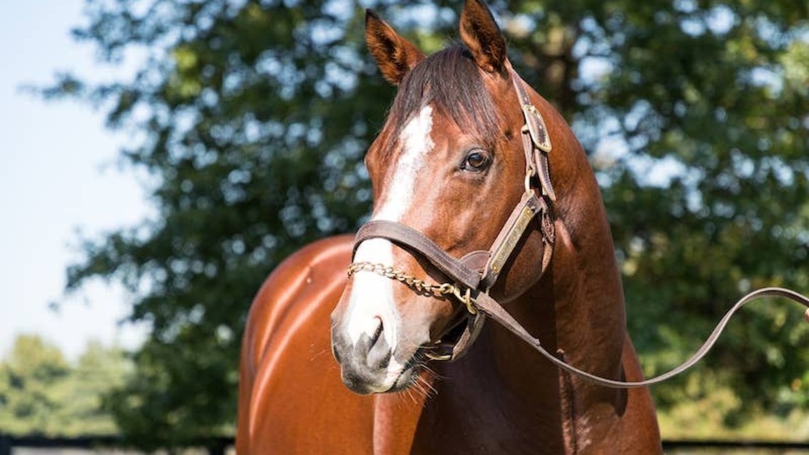 Mill Ridge Farm's 2027 Roster Led By Oscar Performance At $60,000 