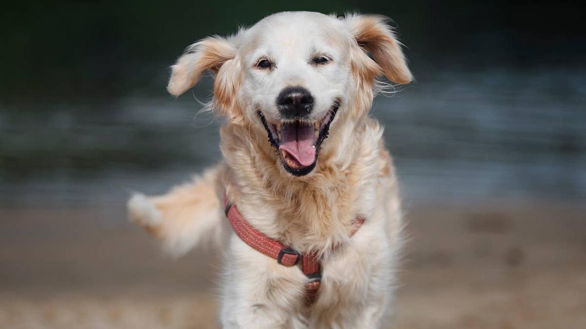 Senior Golden Retriever Thinks He's Running Away From Mom and He's So Proud of Himself 