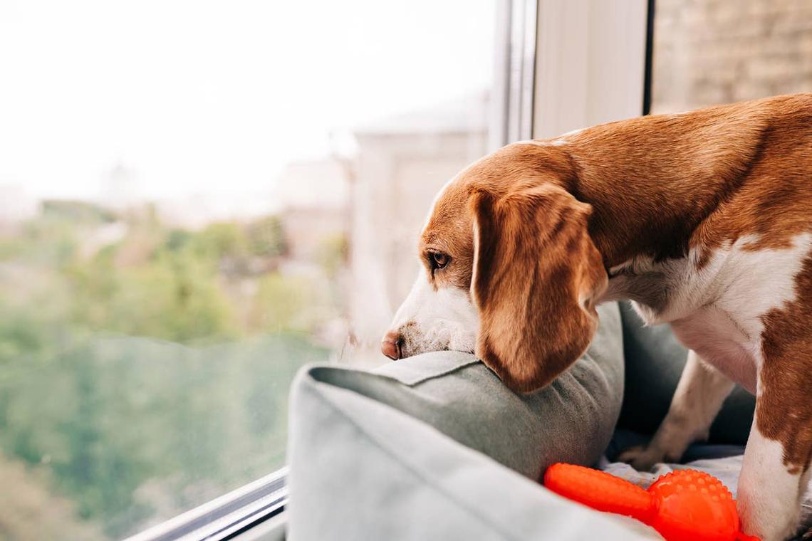  A rescue dog looking out a window with seperation anxiety. 