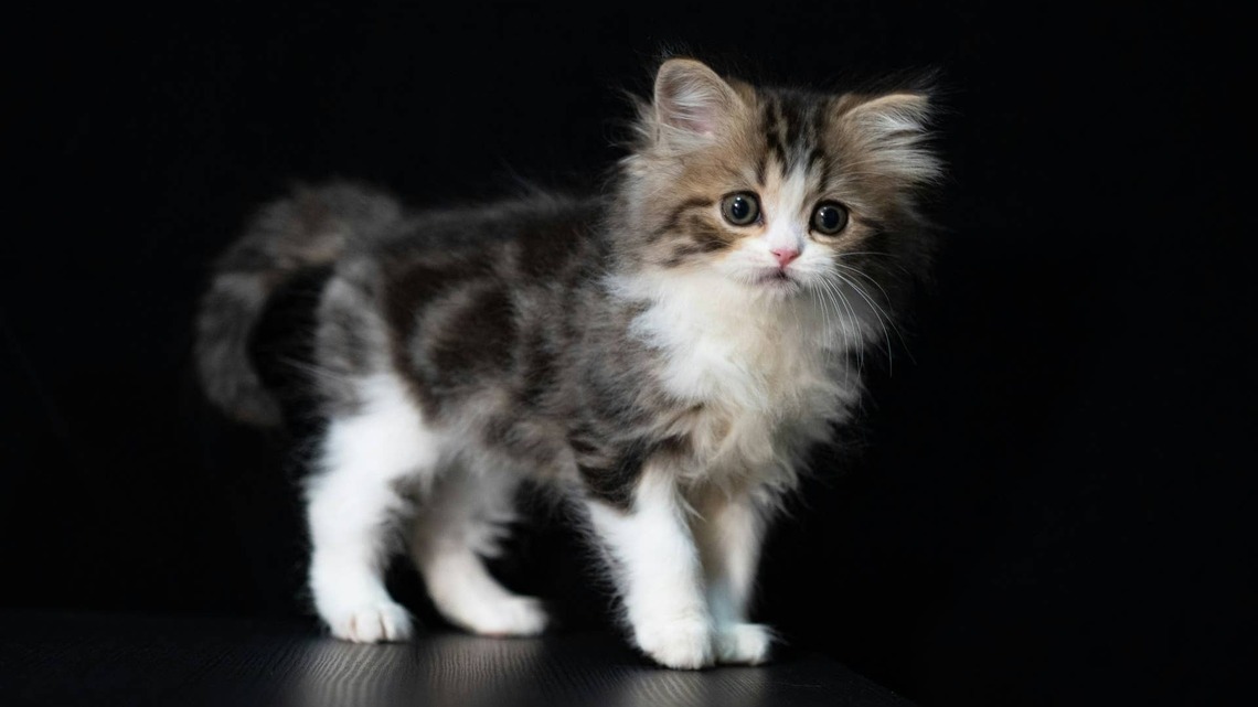 Hyperactive Rescue Kitten Tries Befriending a Blind Dog in the Most Chaotic Way 