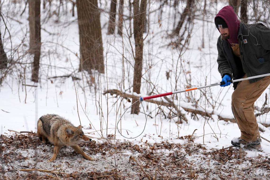 Anthony Soufflé/Minnesota Star Tribune/TNS