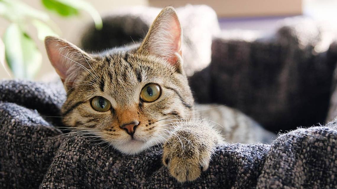 7 Friendly Cat Breeds for People Who Want a Sweet Companion 