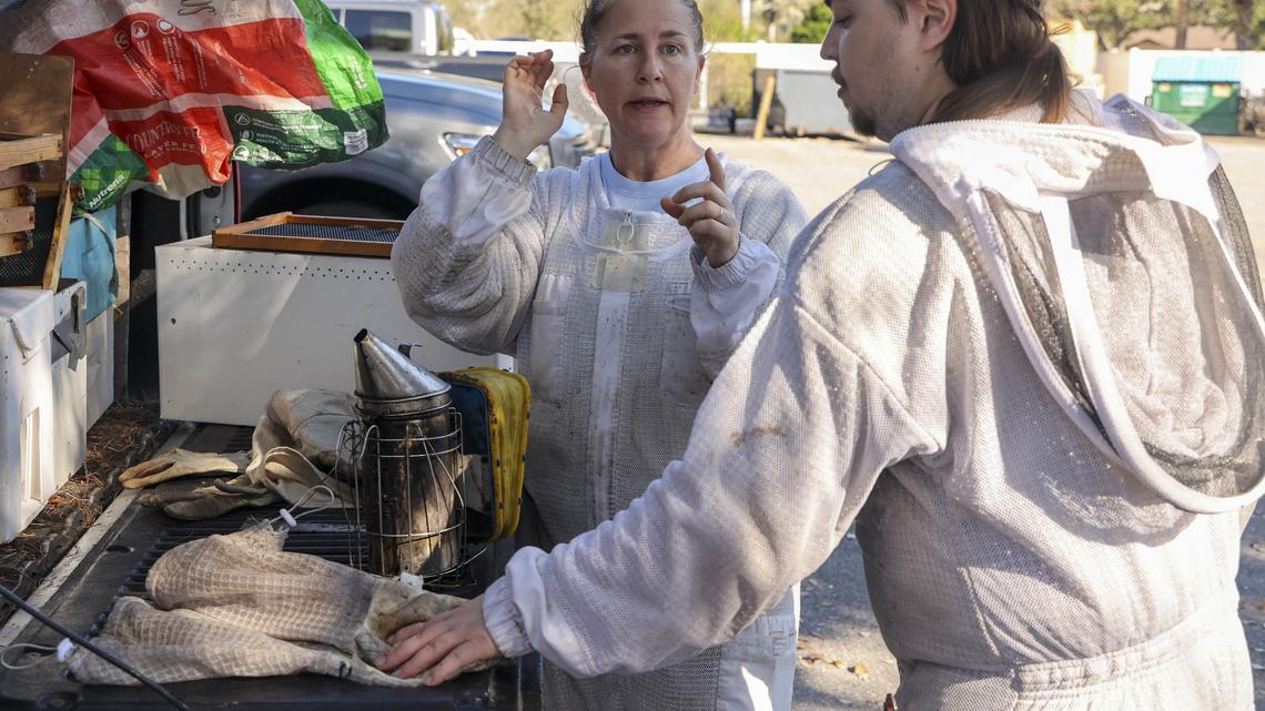Bees are Florida's backbone, but the state is becoming less pollinator-friendly 