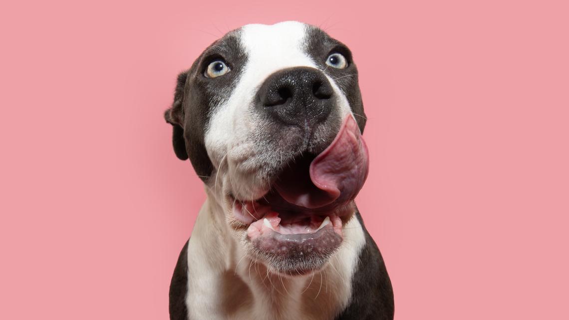 Get 70% Off Your First Box of Ollie's Human-Grade Dog Food, Plus a Free Heart Bowl 