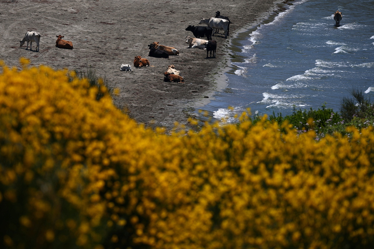 Cattle in the bay at the Vjosa-Narta Protected Area, where a luxury resort is planned by a company linked to Donald Trump's son-in-law, Jared Kushner, in Zvernec near Vlora, Albania, June 10, 2026.