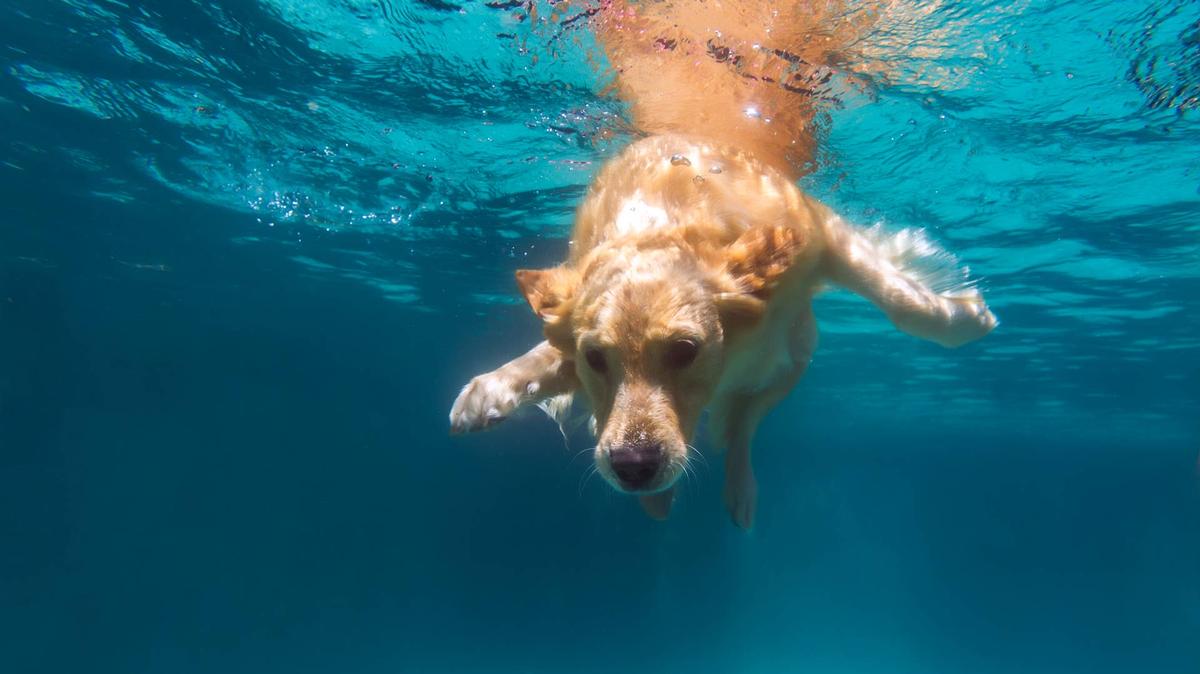 Underwater view of dog swimming in pool.