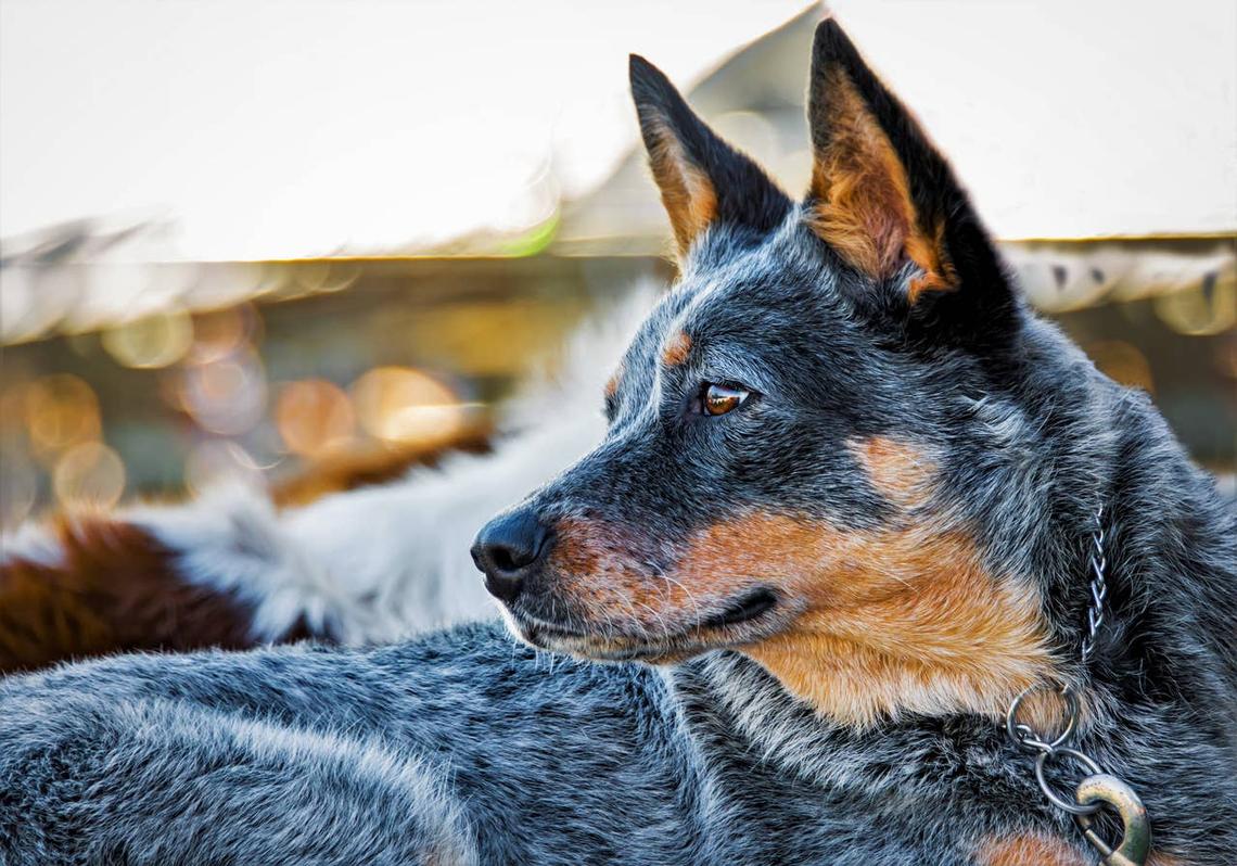  A side profile of a Blue Heeler. 