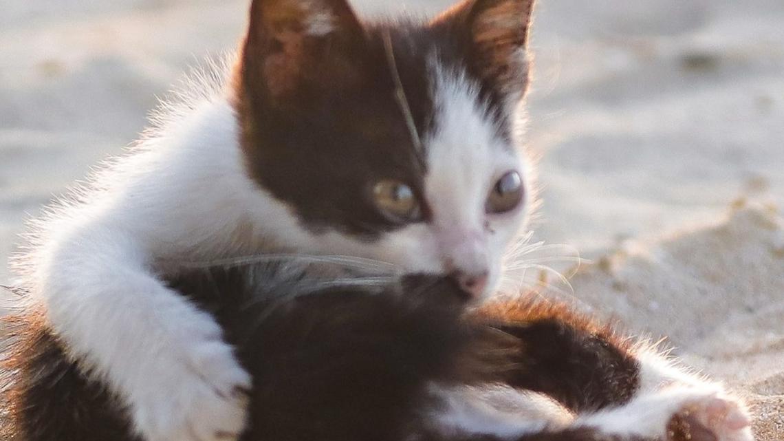 Paralyzed Tuxedo Kitten Walks on Front Legs and Has a Super-Rare Trait 