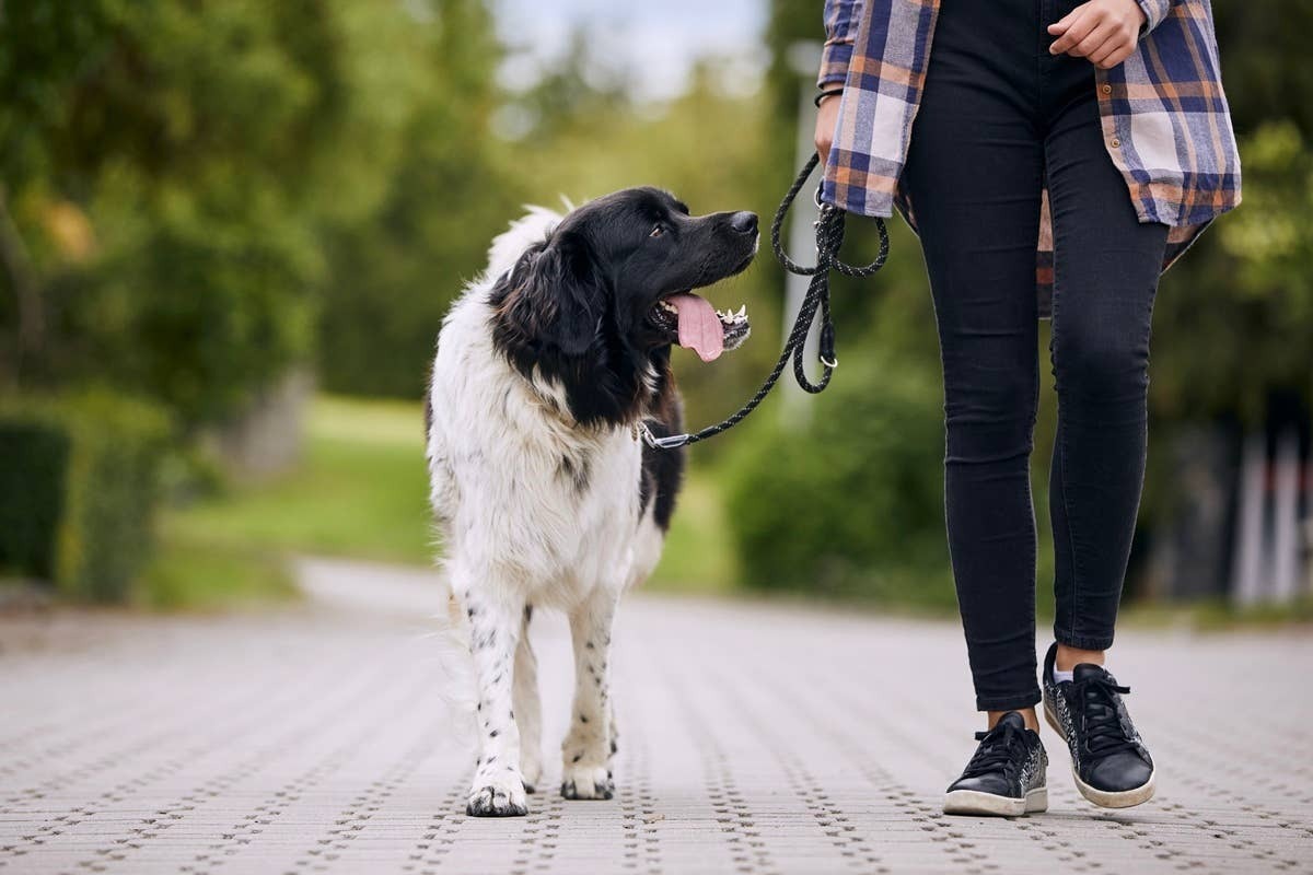  A dog who admires its owner checking on them while out walking.