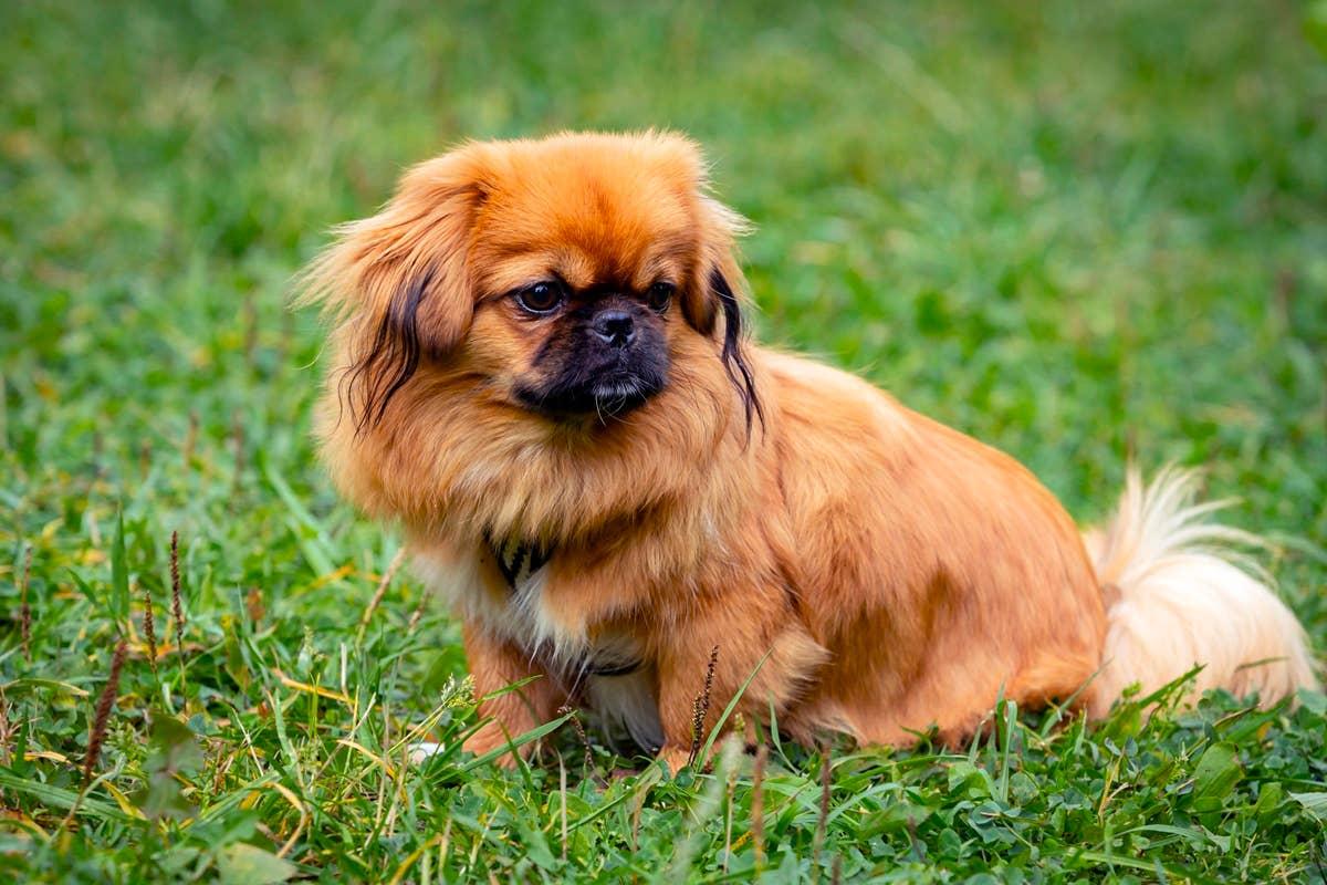  An Ewok-like dog that is cute and small in the grass.