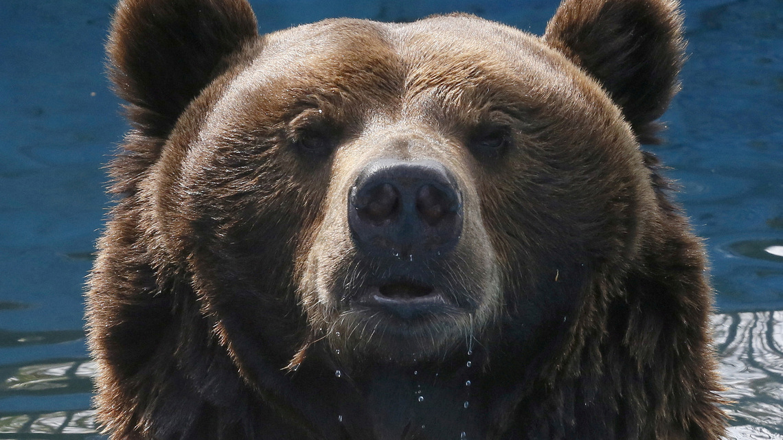 Russia draws up measures to control bear population after spate of deadly attacks 
