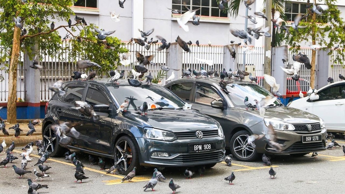 Birds Pooping on Your Car? Experts Share How to Stop It 