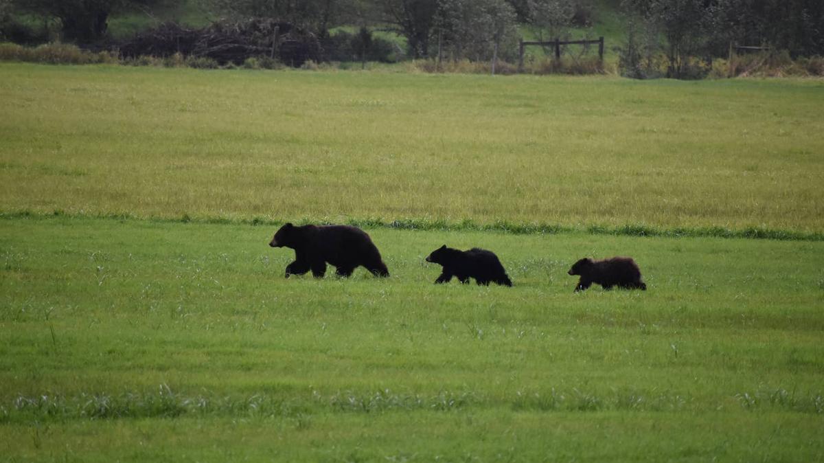 Bear with her cubs. 