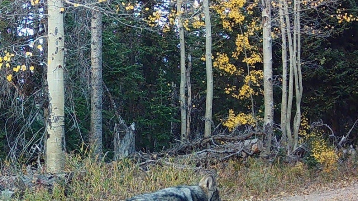 To feed or not to feed? Inside the latest wolf controversy | Exclusive