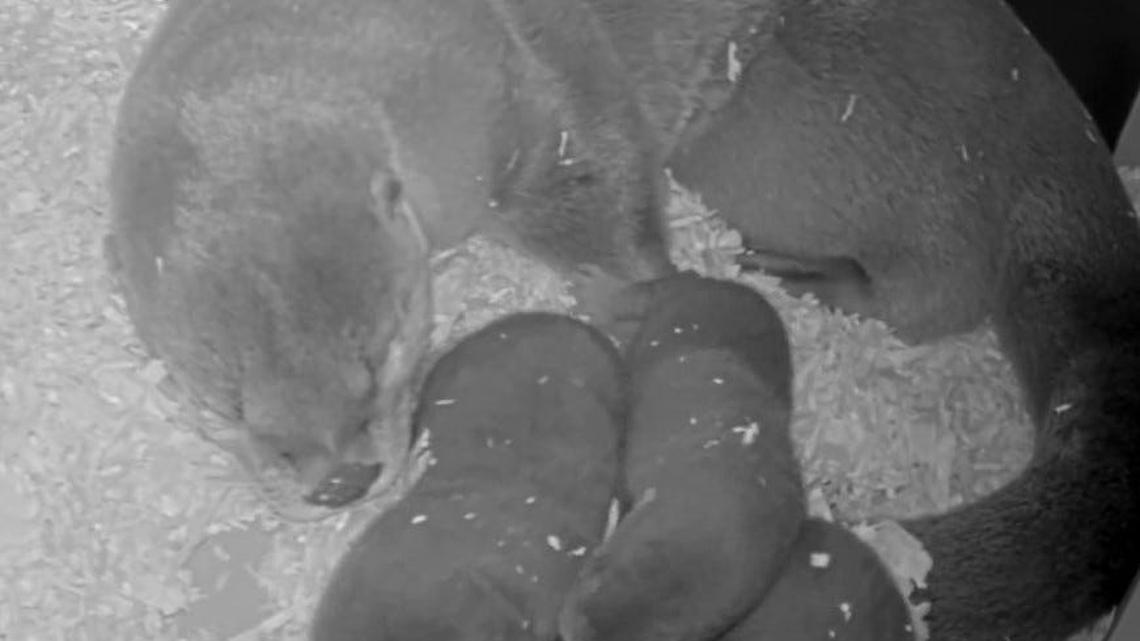 River otter Kalee with her three new pups at The Detroit Zoo.