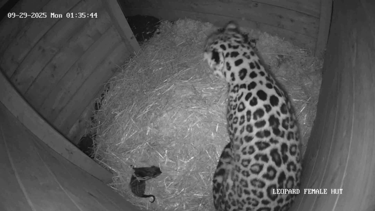 (Dartmoor Zoo via SWNS). 