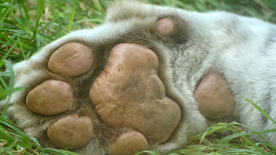 Great Dane Image via Shutterstock/Darksteel Designs. 