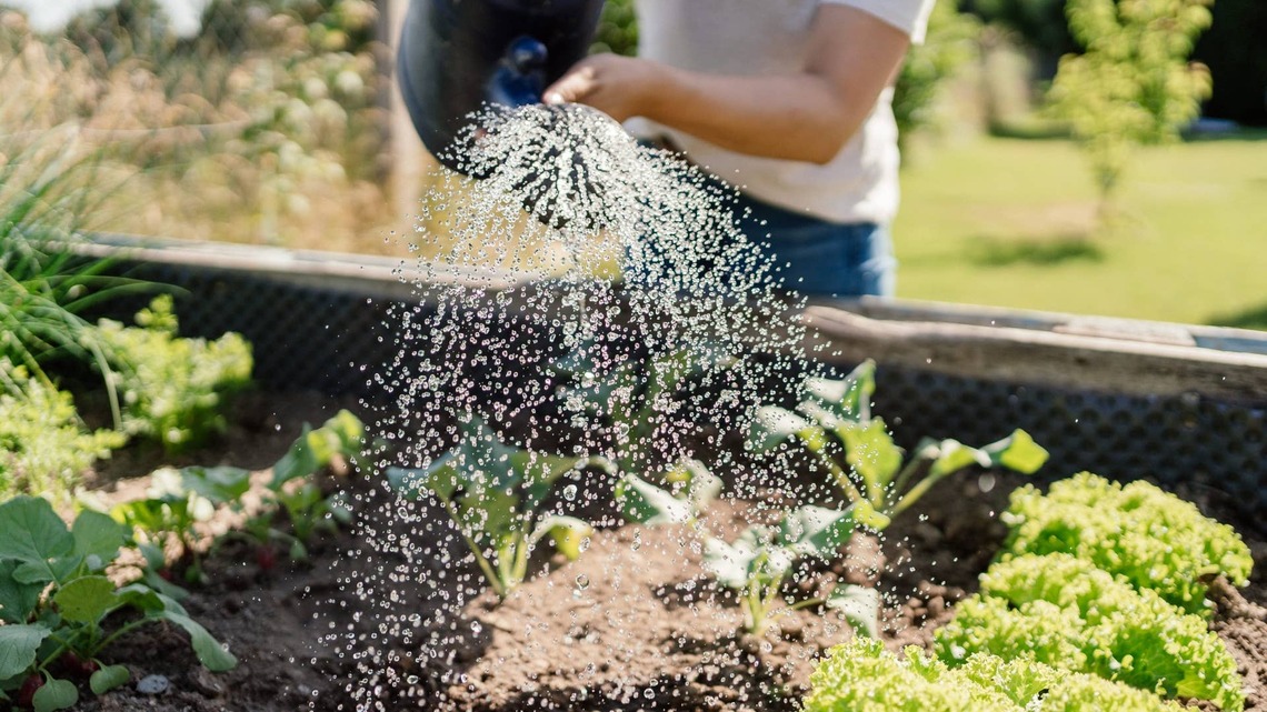 Going on Vacation? Gardeners Say to Do These 6 Things Before You Leave 